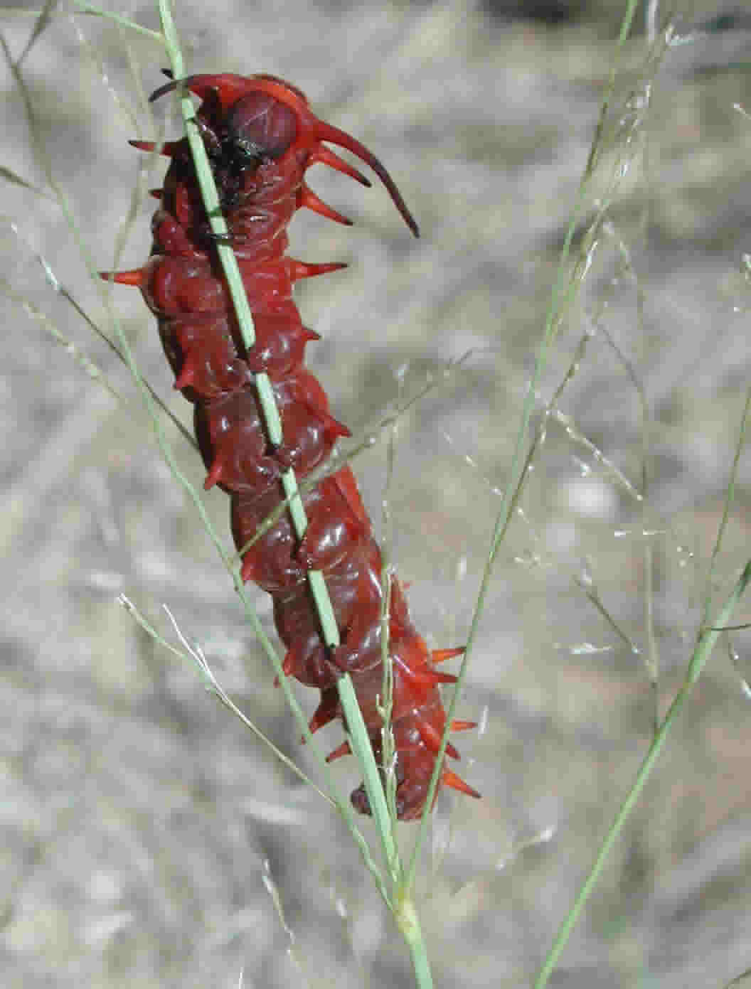 red form of caterpillar